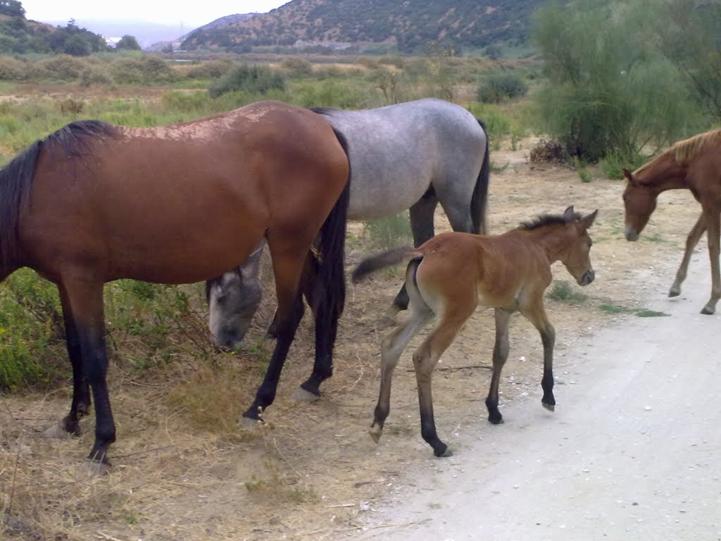 Cavalos á solta na leziria - Frente a Unhos by jalop