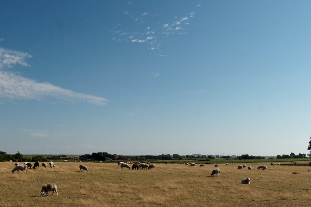 Texel - Hoge Berg - Schansweg / Zuid Haffel - Footpath - View SSW by txllxt TxllxT