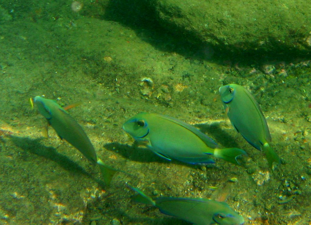 Snorkeling Santa Marta Parque Tayrona by hunani