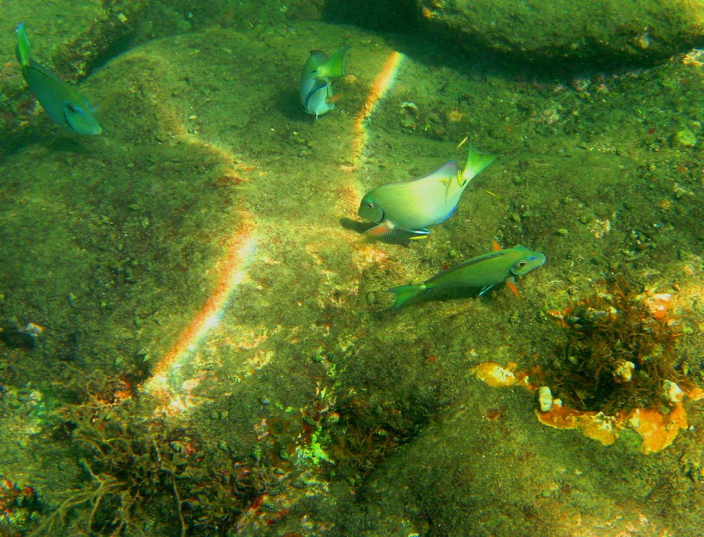 Snorkeling Santa Marta Parque Tayrona by hunani