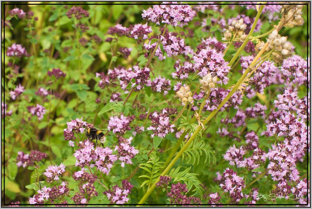 Pink Flowers by Stifler CMV