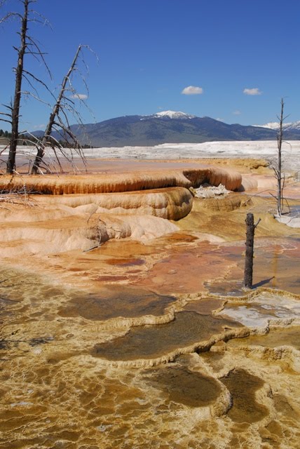 Mammoth hot springs, Yellowstone National Park, Wyoming by Vincenzo Grande