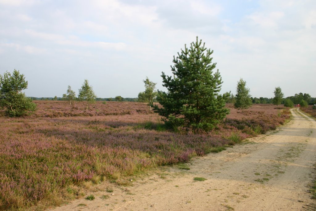 Blühende Heide by Michael Küpper