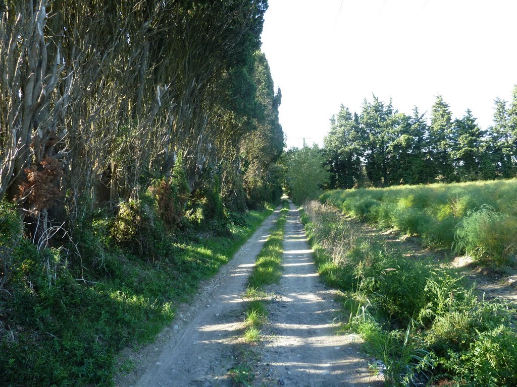 Cyprès "coupe mistral" dans le chemin sans issue. Plan d'Orgon by Jean-Louis Delegue