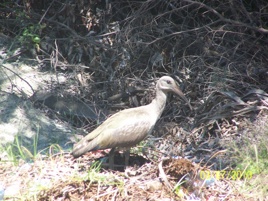 Brown IBIS - bird in centre of J-Burg. by Petr Novotný99