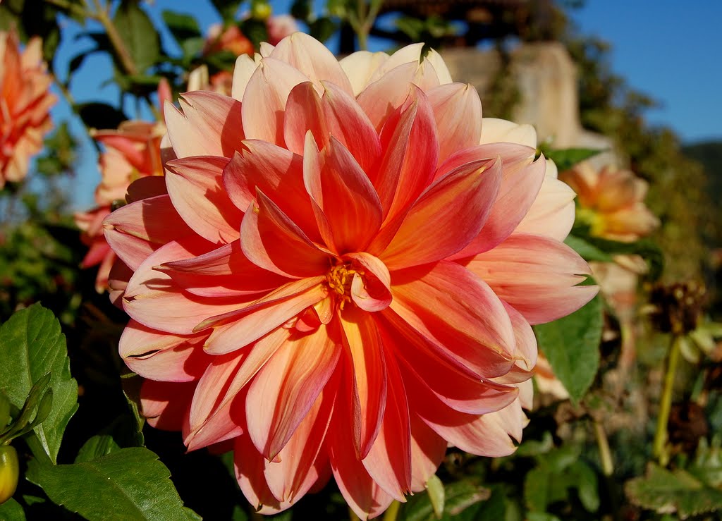 Dalia, flor nacional de Mexic by Angela Llop