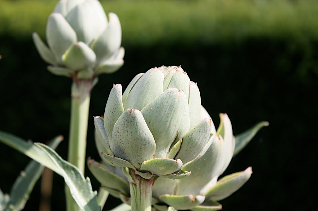 Artichoces by Markus Bürger