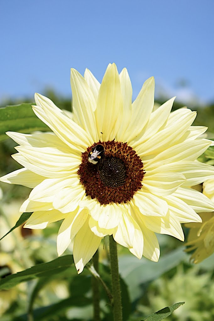 Sun flower by Markus Bürger