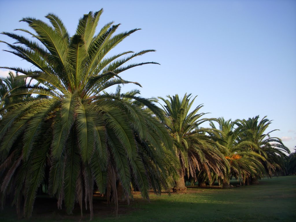 Palme a Nora by Salvatore Floris