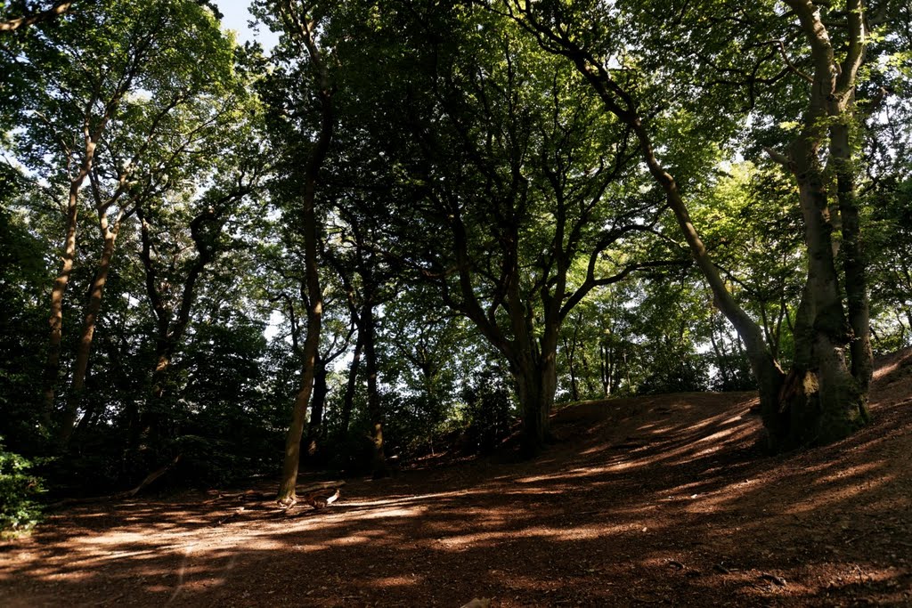 Texel - Hoge Berg - Doolhof - View SE by txllxt TxllxT