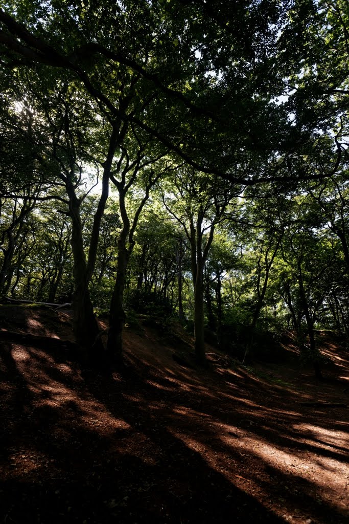 Texel - Hoge Berg - Doolhof - View WSW by txllxt TxllxT