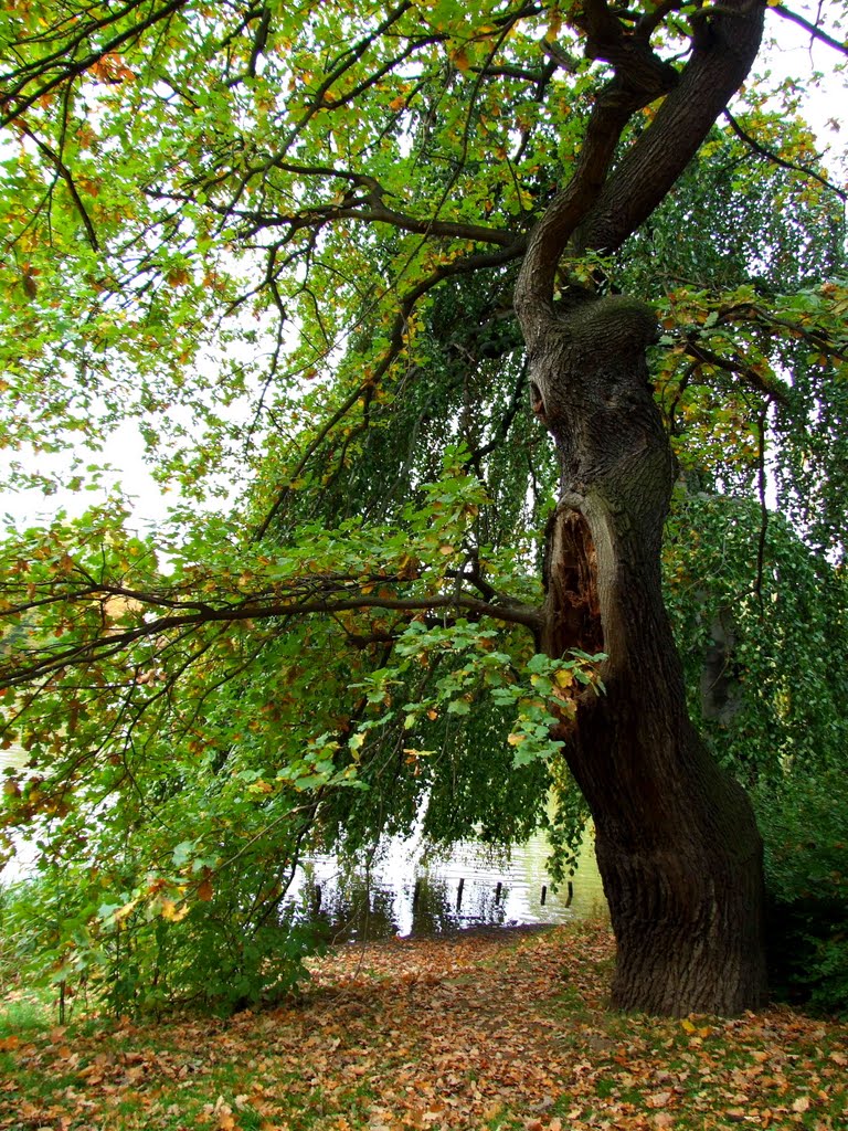 Eiche im "Großer Garden", Dresden by BodoBonetto