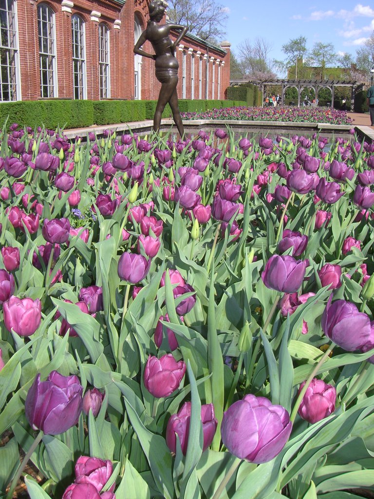 Botanical Gardens Tulips by ray3581m