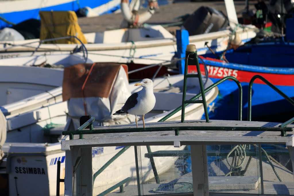 Doca dos Pescadores - Gaivota by silrui