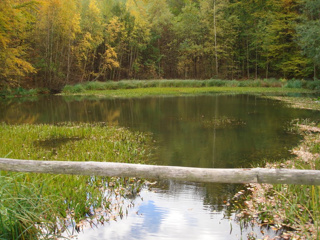 Ettersburger Forst Waldteich by landy51