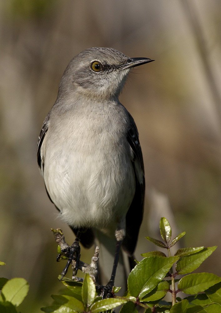 Mockingbird - Honeymoon Island, Dunedin, Florida by KenNelson