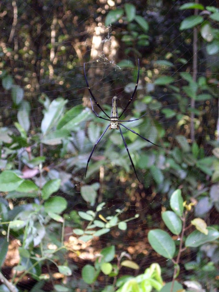 Giant Spider by Bernhard Hiller