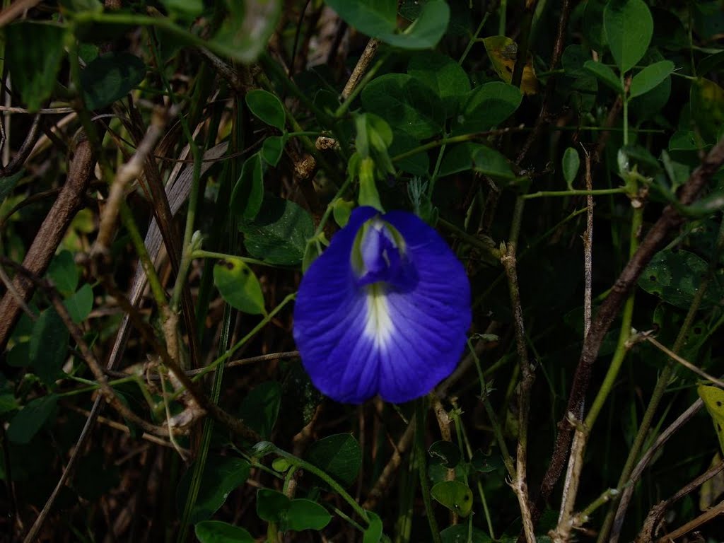 Clitoria flower by Bernhard Hiller