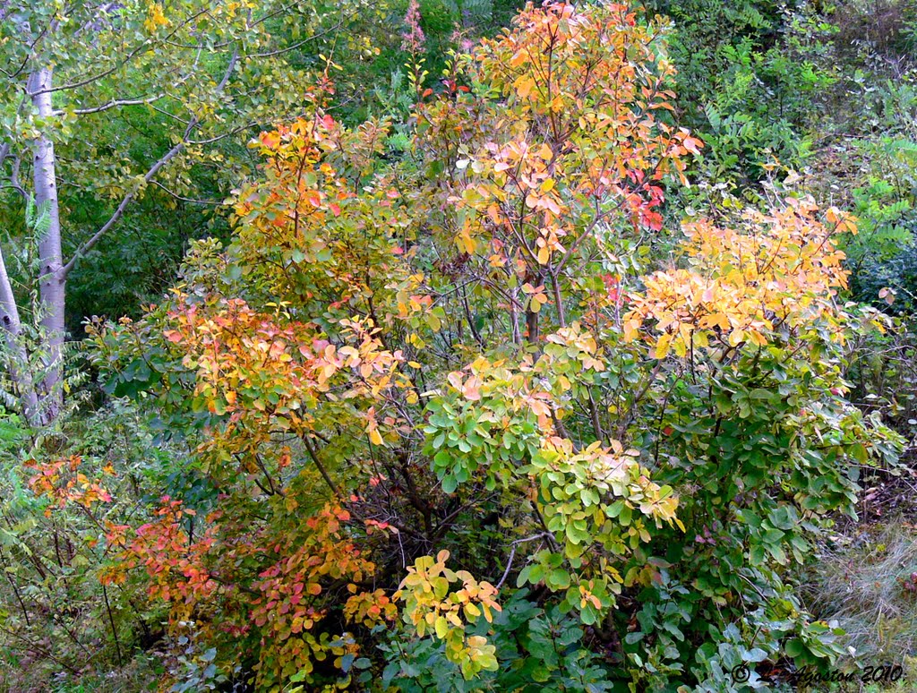 Monoszló ... autumnal colors... by Lohn Agoston