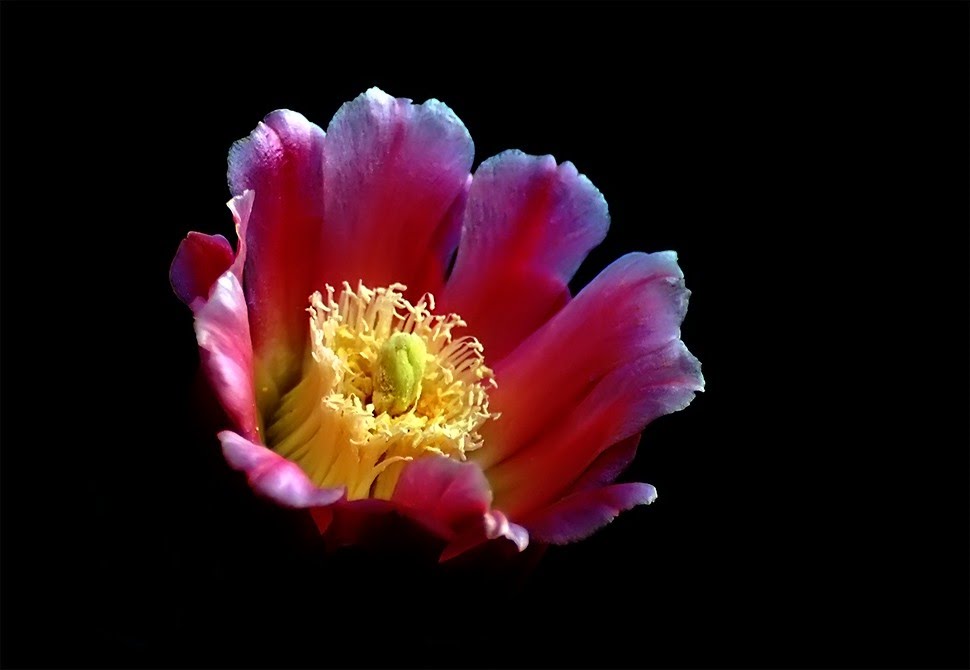 Flor de cactucs,,,, by jose vazquezjosedeme…