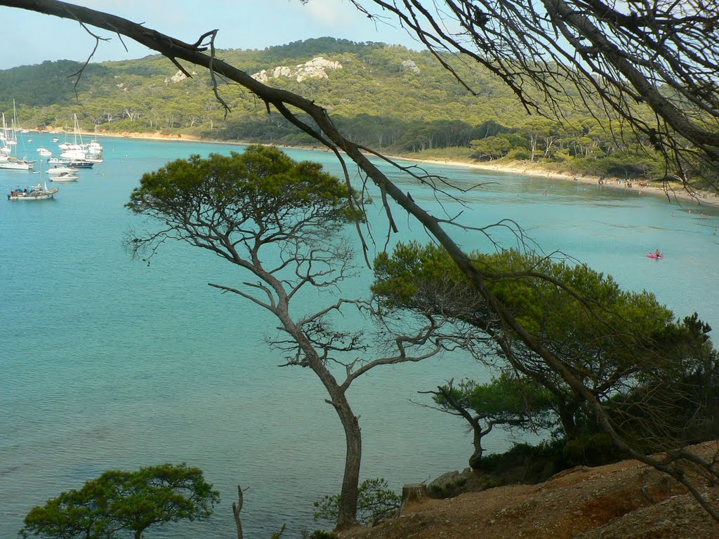 Pins parasol surplombant la Plage Notre Dame - Porquerolles http://contrairement.blogspot.com/ by David Chanrion