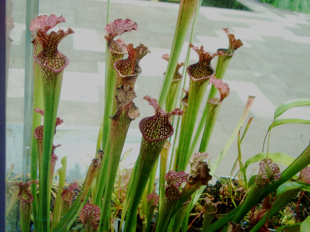 Jardin Botánico Clavijero by gladys.monsalve