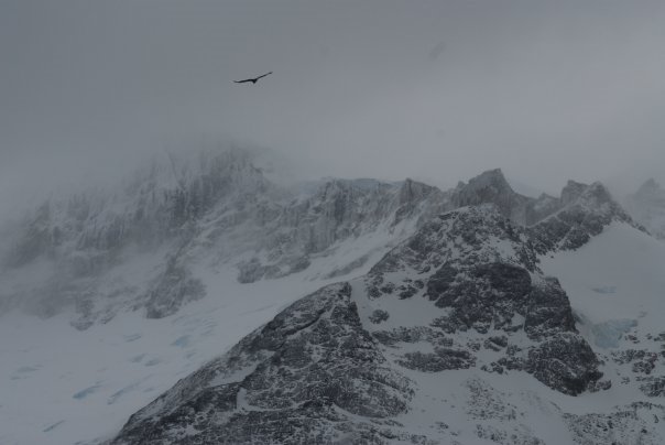 Condor over Ventisquero Holanda by ConradT