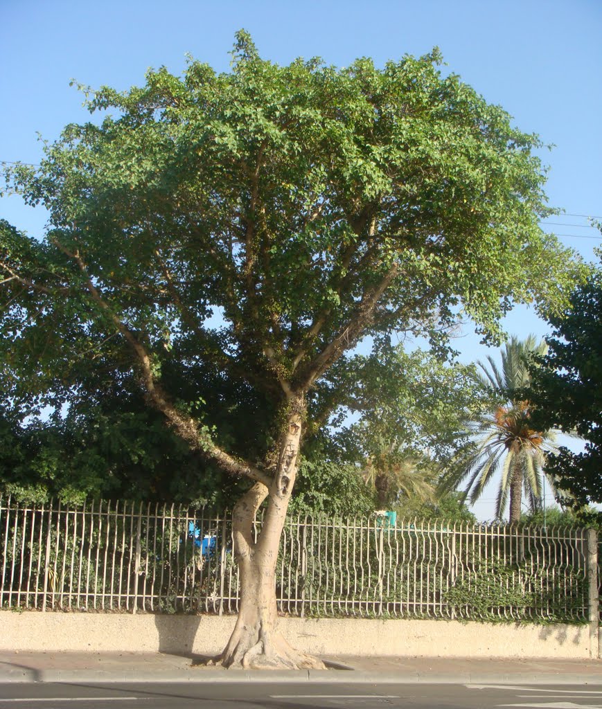 צומת דרך נמיר ורוקח Ficus sycomorus שיקמה by TreesTLV