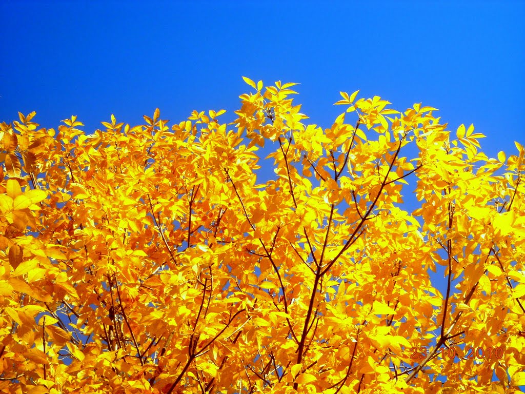 Sonbaharın altın renkli yaprakları / Golden leaves of autumn by Nurettin Peşkircioğl…