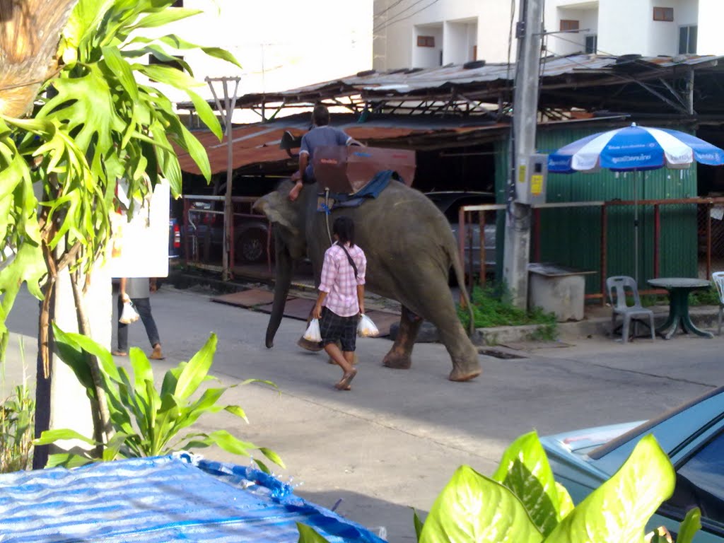 Elephant on street by khooi