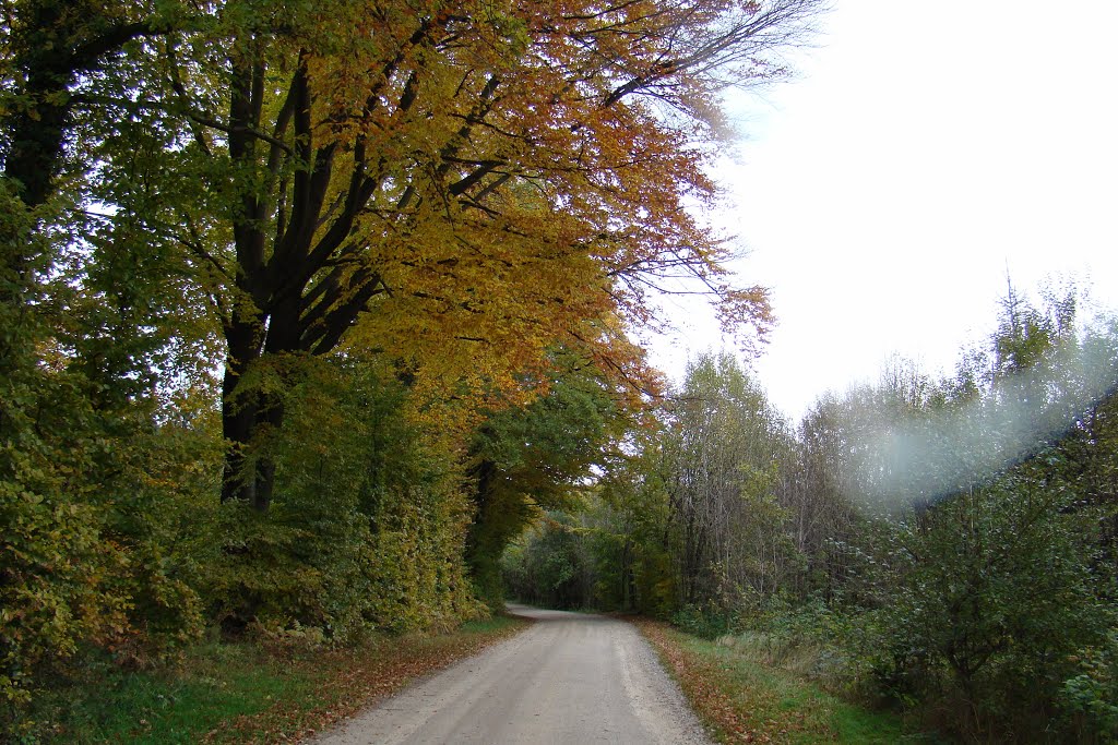 Søgård Skov by papkassen