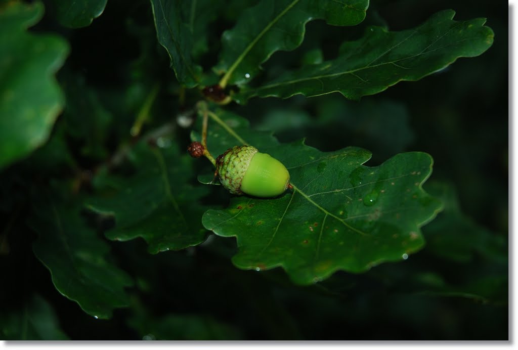 ... on the green wings ... by Jurgis Karnavicius