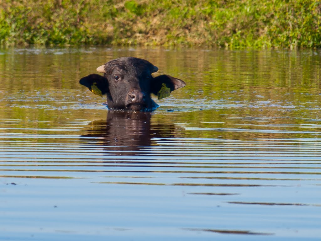 Pacsálás / Water Buffalo is wallowing. Buffalo reservate - Kápolnapuszta by P_Taki