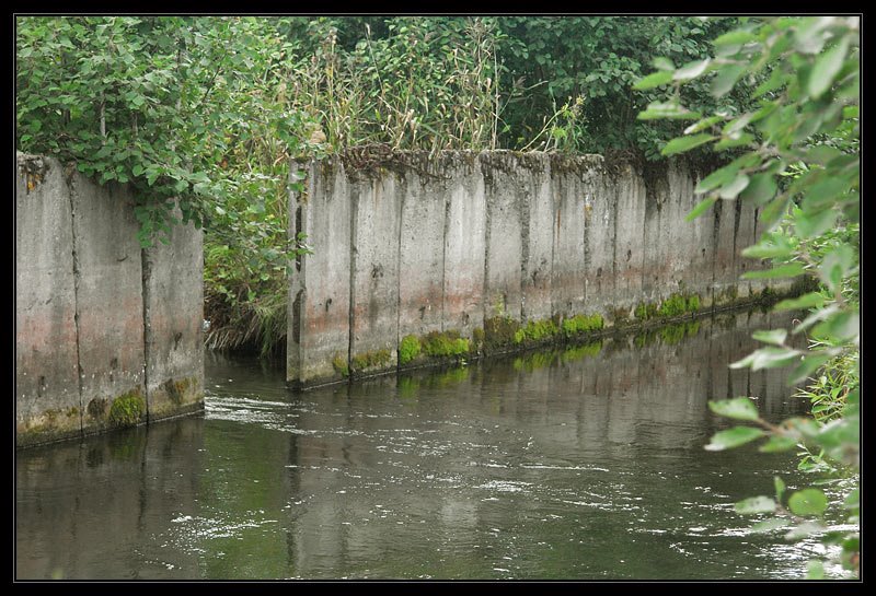 Shingarka river (Peterhof's sluice). The most water stream comes outside, from the forest by Synoptic