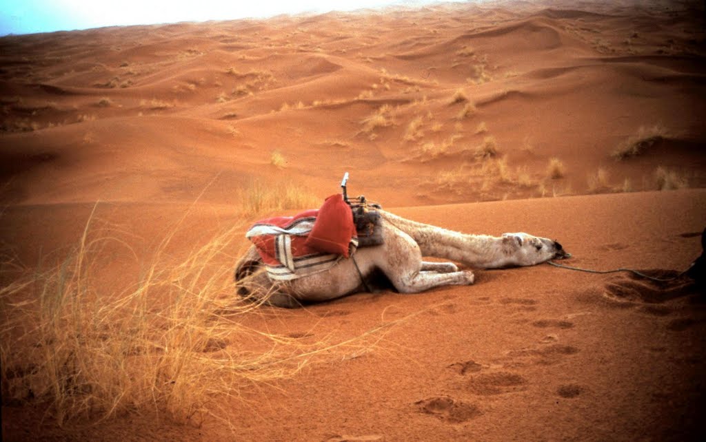 Dunes de Merzouga - 1997 by Roc Garcia-Elias