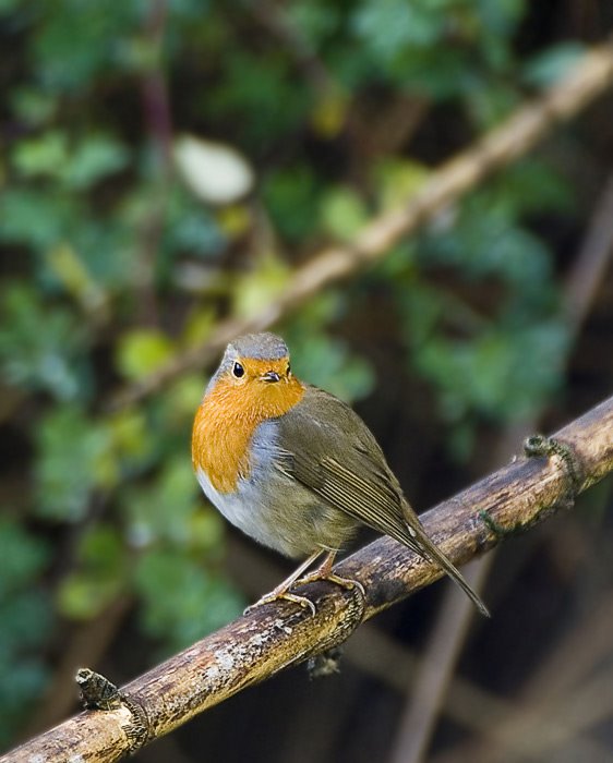 Petirrojo (Erithacus rubecula) by Paco GOMEZ GUINOT