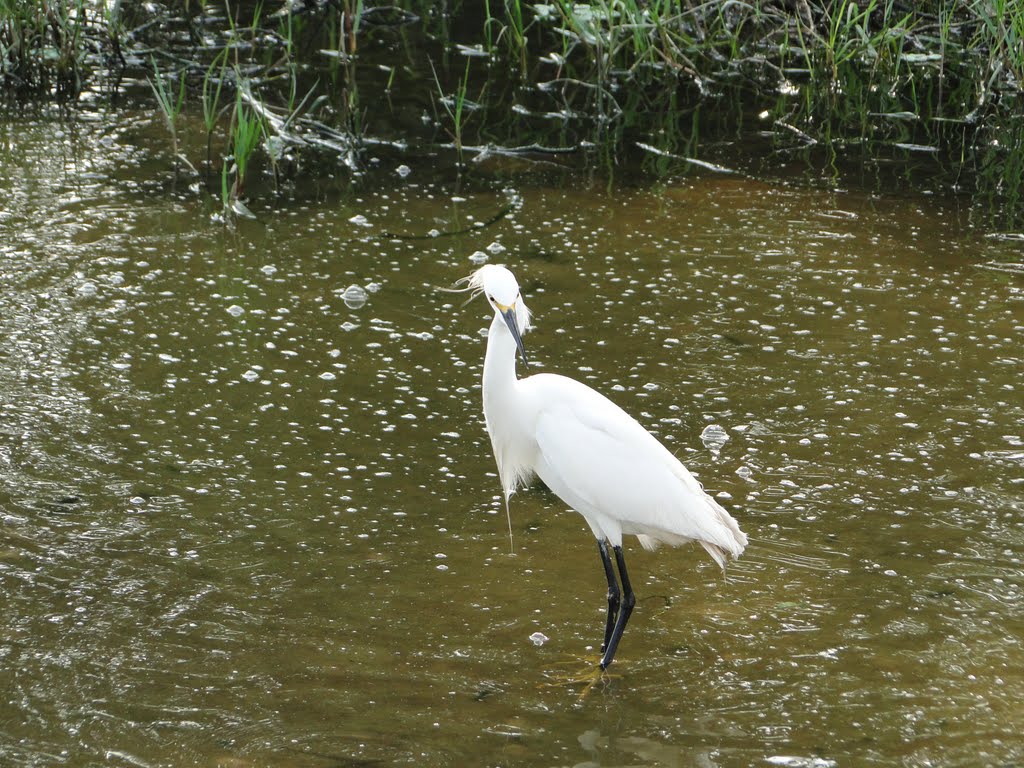 Garça em Canasvieiras. Florianópolis - SC, Brasil by Antônio Figueiredo