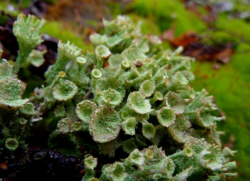 Lichens - like small trumpets probably Cladonia pleurota by thor@odin™