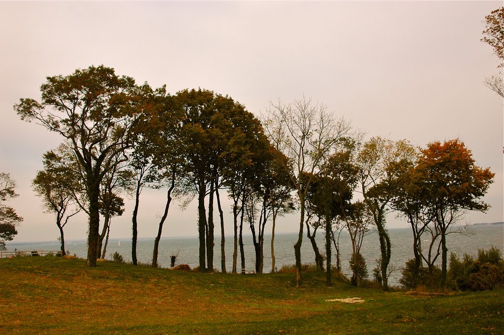 Tree-lined cliff at Sands Point Preserve by dotcalm9