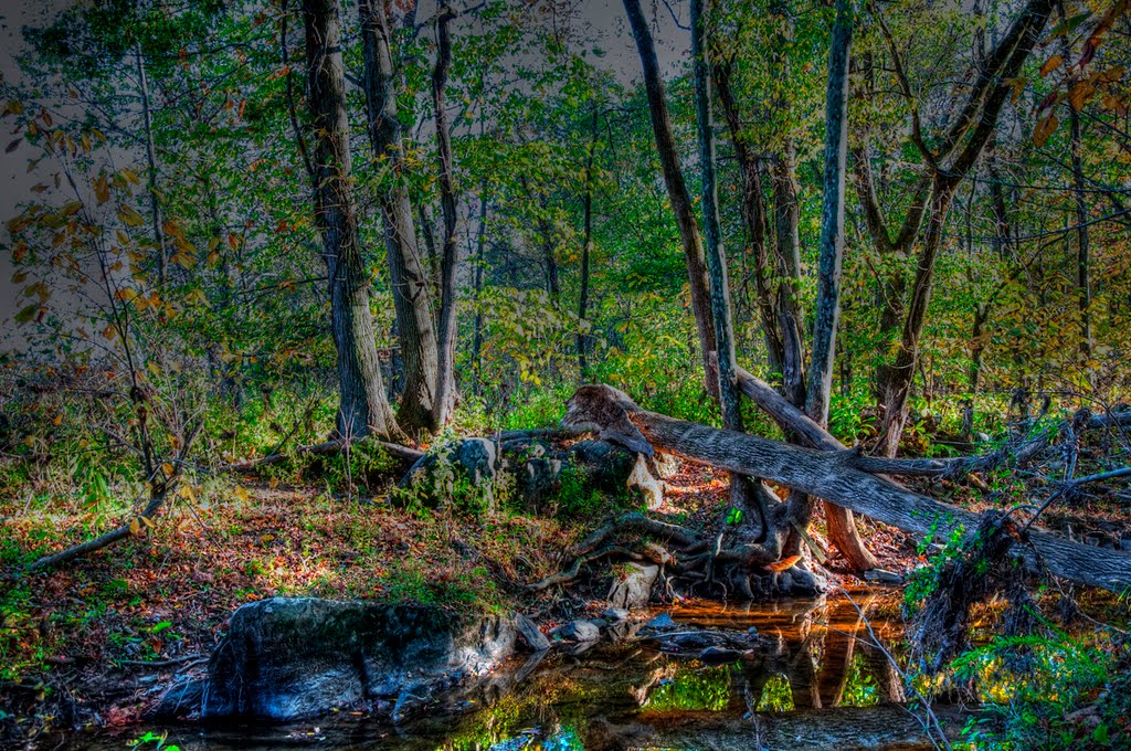 Bosques en Great falls Park,Virginia by Oscar Gonzales V.