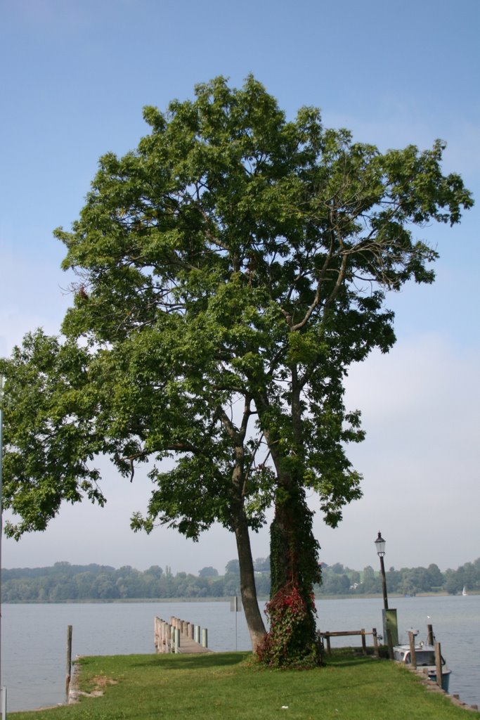 Baum auf der Insel Frauenchiemsee. Ein Herrlicher Erholungsort! by Holger Schmitt