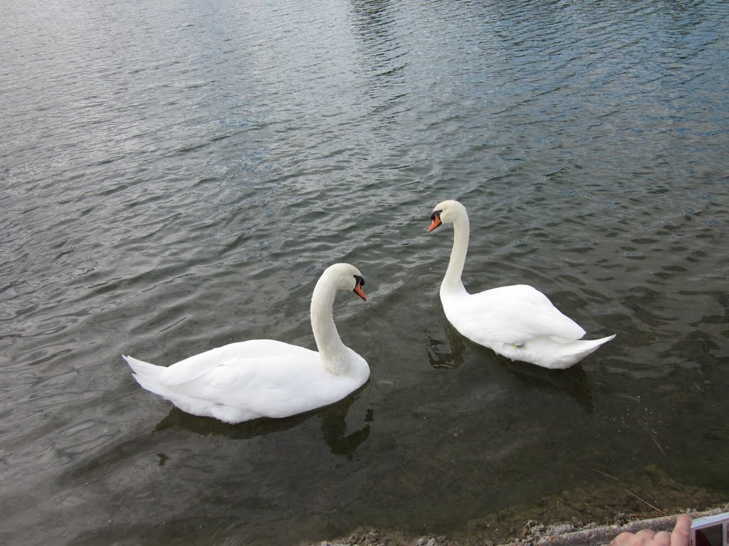 Cisnes by Rafael Jimenez