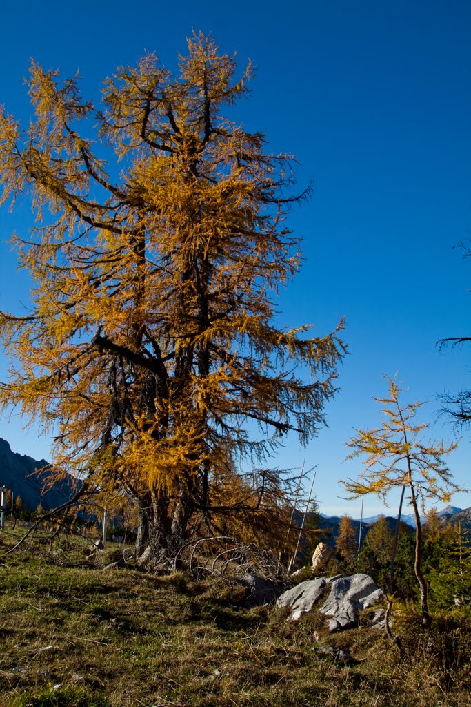 Autumn in the mountains by r. baumgartner