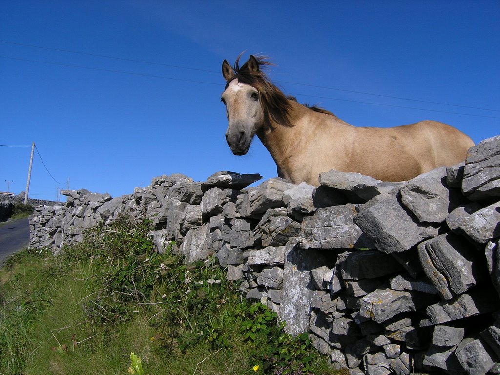 Cavalo d'aran by g.loche