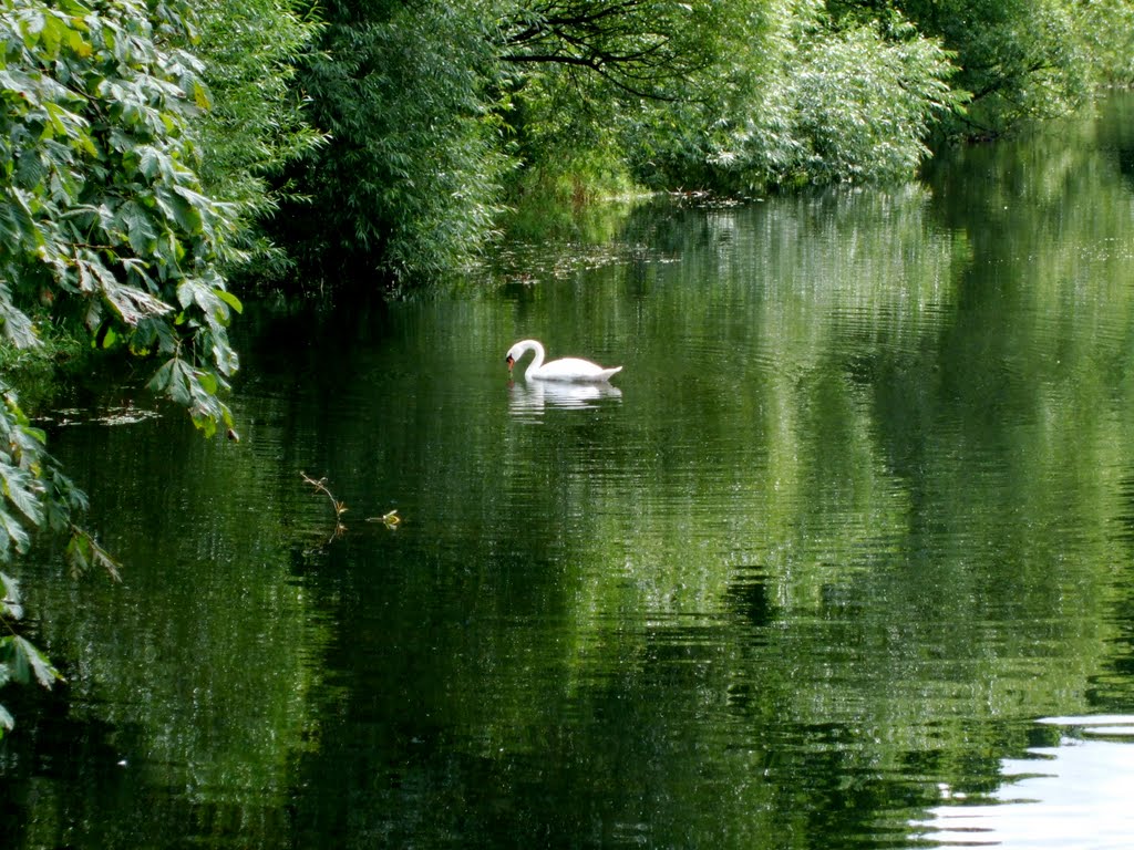 Swan on the Water, Nostell Priory, Nostell, Wakefield by rustyruth