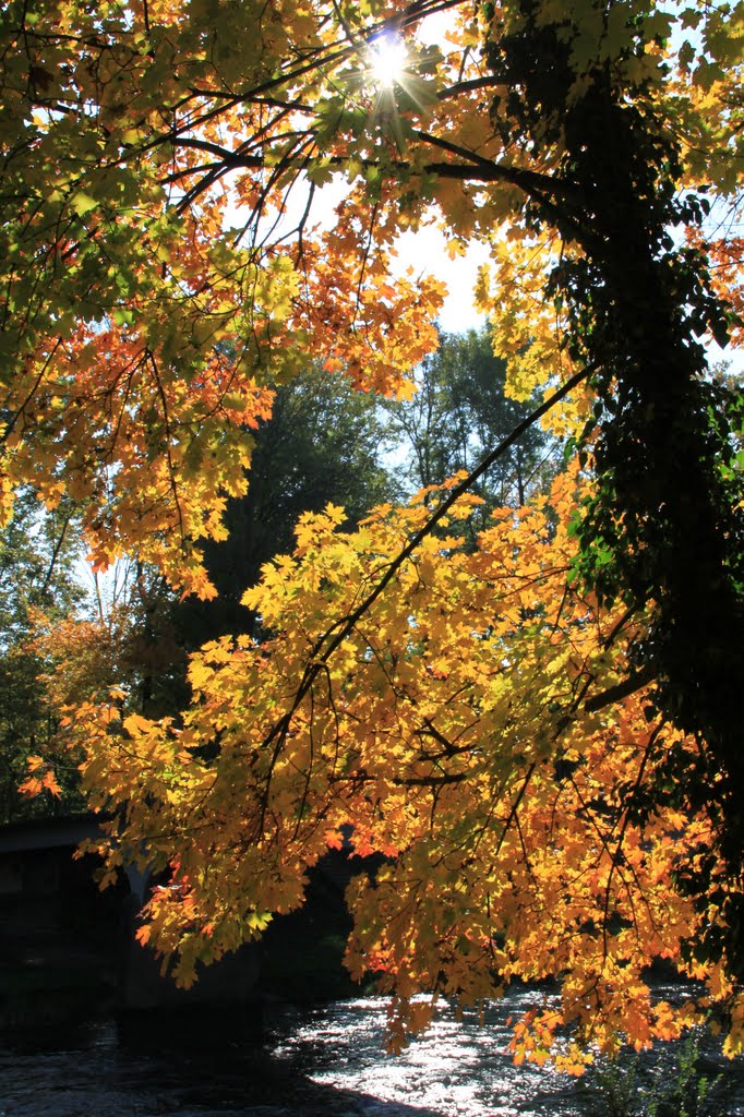 Herbst in den langen erlen by zentel