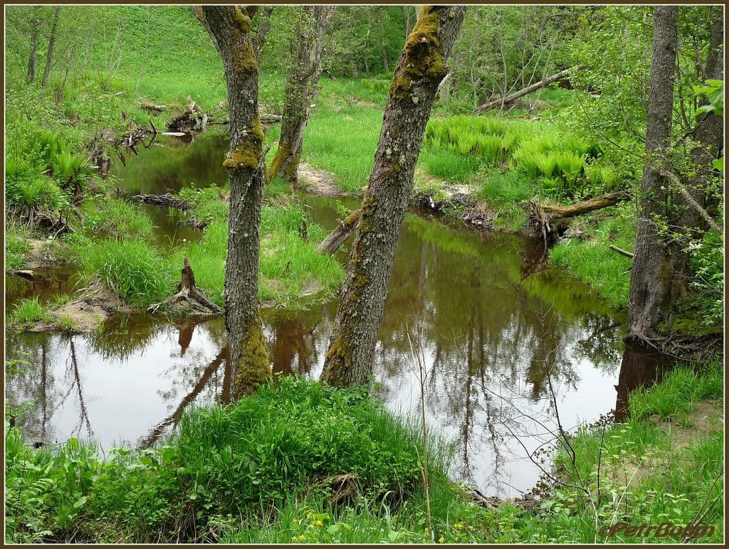 Lahemaa N.P., Oandu, Beaver Trail by Petr Bohm