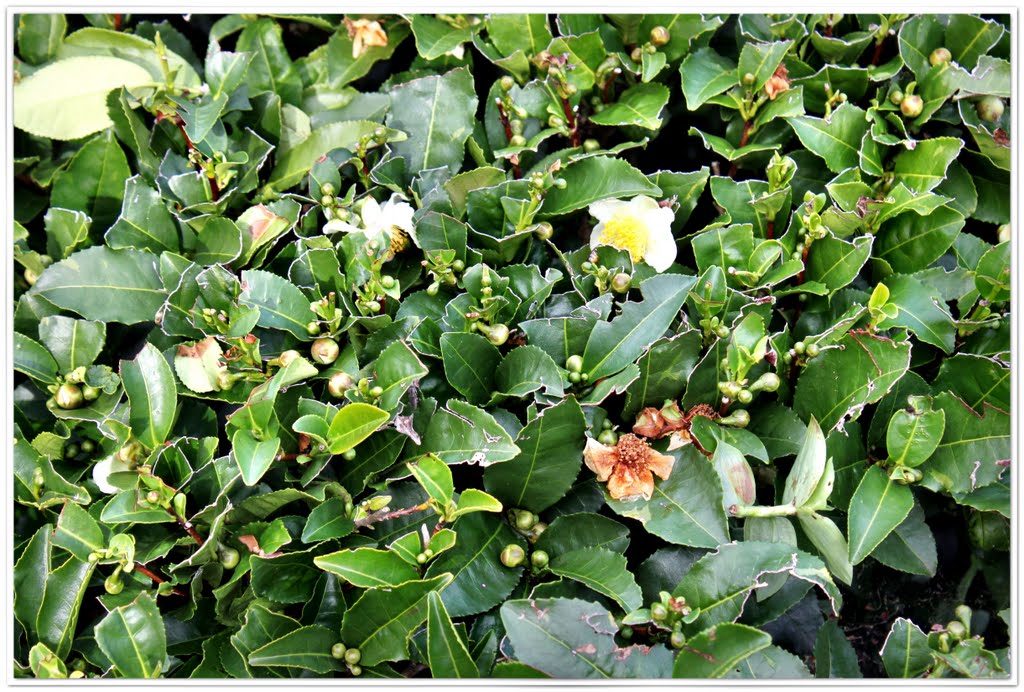 Azores - Chà Gorreana - Teeplantage - Sao Bras - Porto Formoso - Plantação de chá - tea plantation by A. Drexler