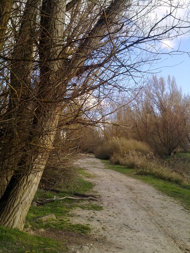 Camino de la alameda Castrejón de Trabancos by PATABUEY