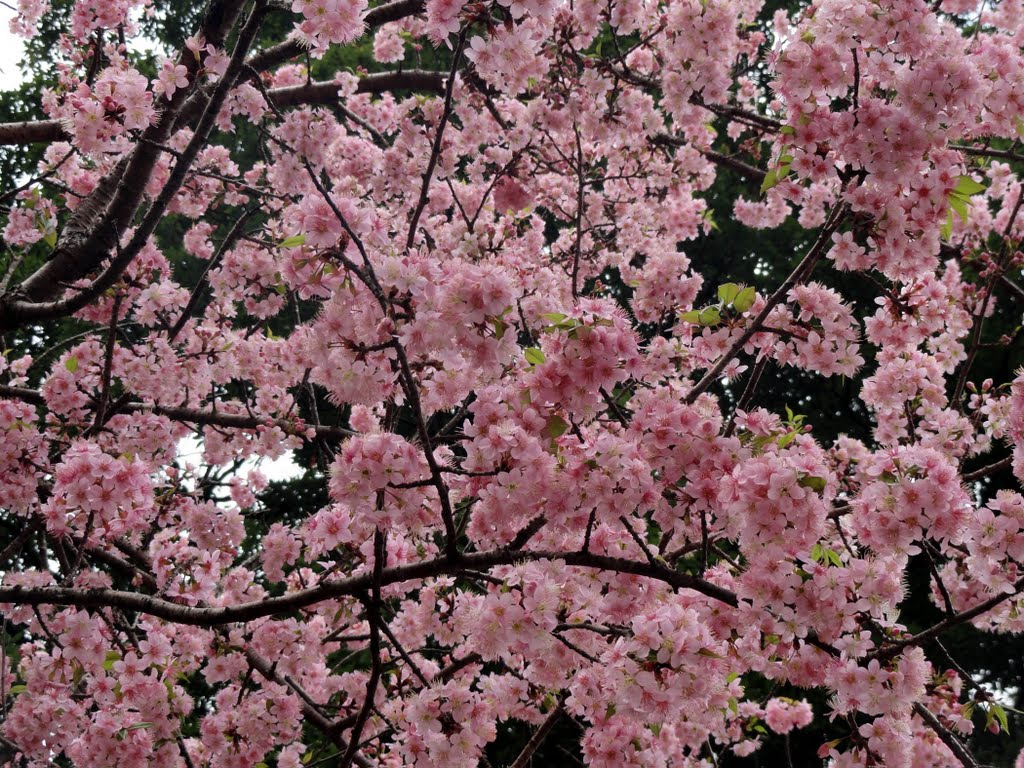 Flowers.... by नवीन जोशी